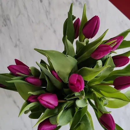 Bel Calme Confort Entierement Equipe Tours